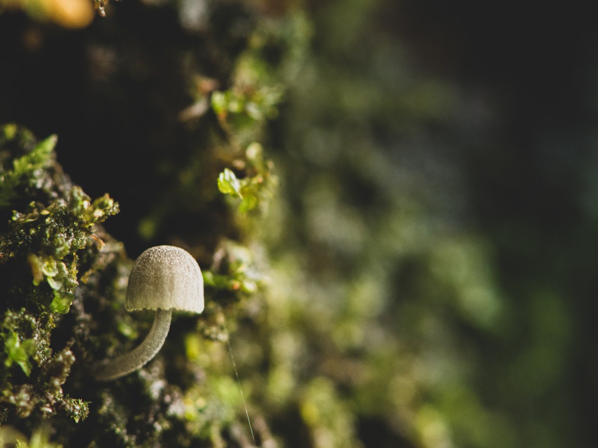 Parlons photo : la macrophotographie