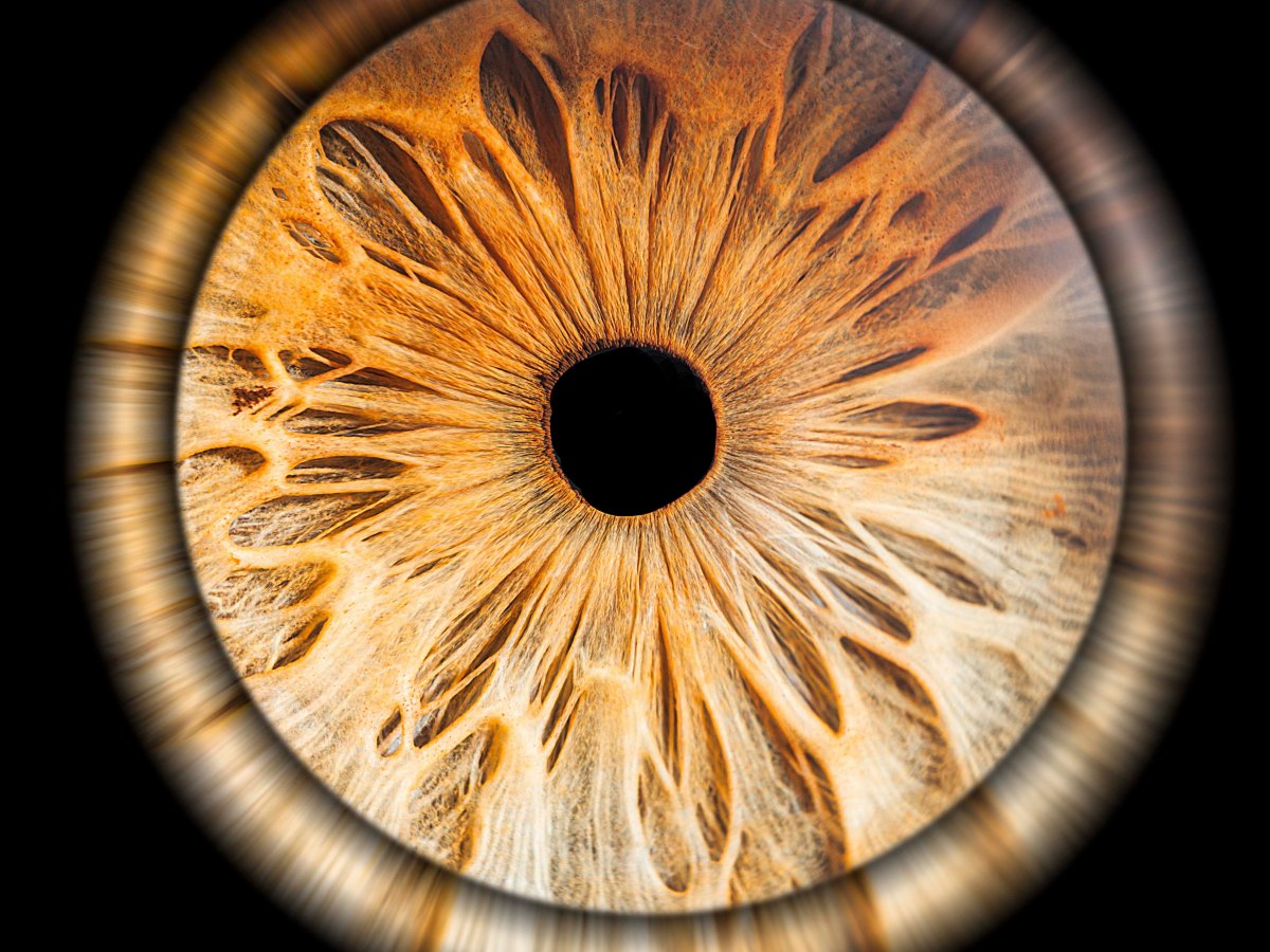 Photo d’iris à Dijon – Une expérience artistique&nbsp;unique