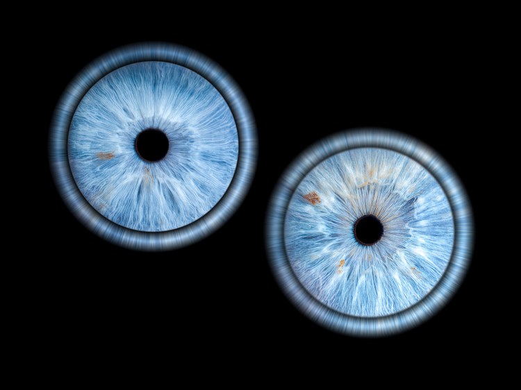 photo iris - dijon -cote d'or -bourgogne