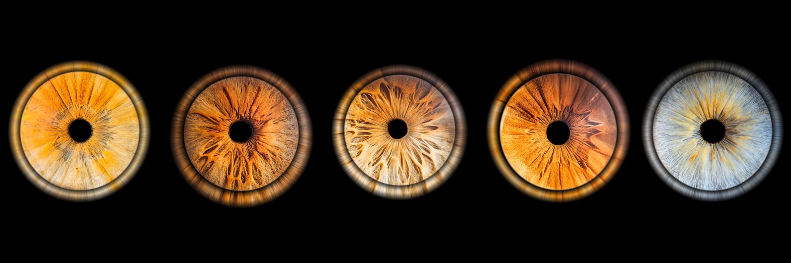 photo iris - dijon -cote d'or -bourgogne