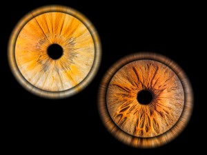 photo iris - dijon -cote d'or -bourgogne