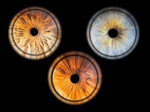 photo iris - dijon -cote d'or -bourgogne